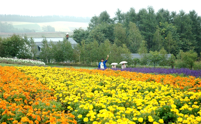 北海道といえばラベンダー畑