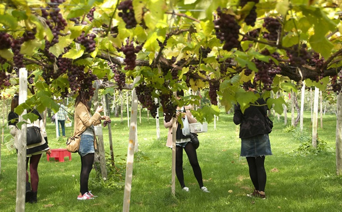 北海道の余市は「北のフルーツ王国」
