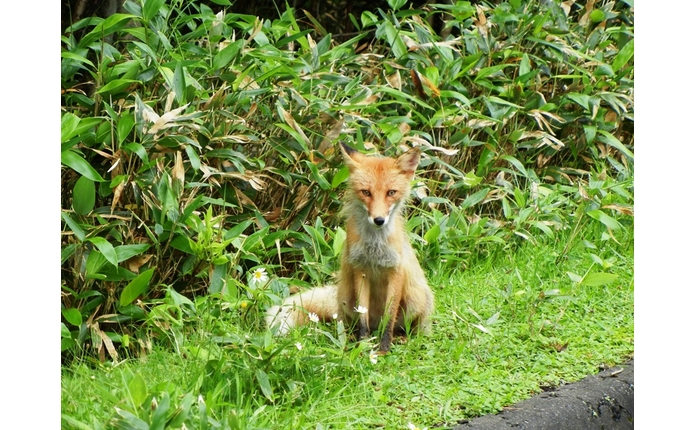 野生のキツネ