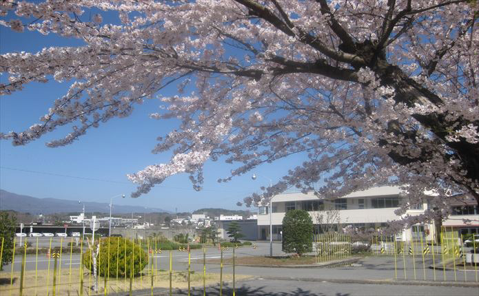 春には教習コース横の桜がきれいに咲きます