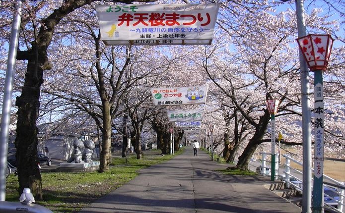 学校近くの九頭竜川の弁天桜