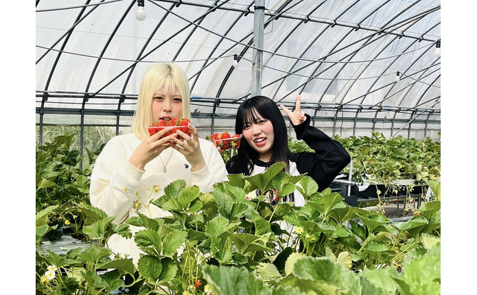 春休みいはいちご狩りが楽しめます♪
