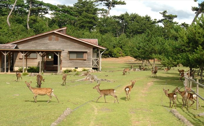 大島には野生の鹿が多くいます。