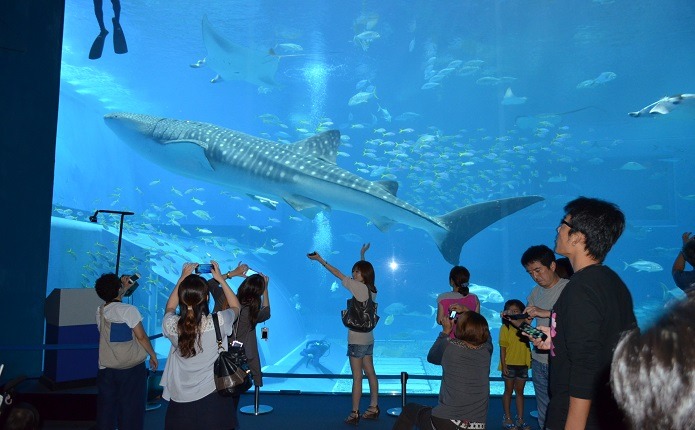 美ら海水族館