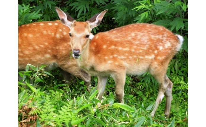 知床の野生の鹿