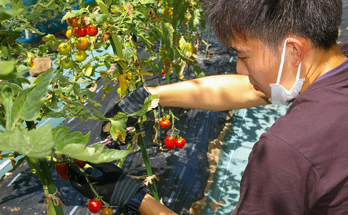 校内にある農園で野菜収穫体験