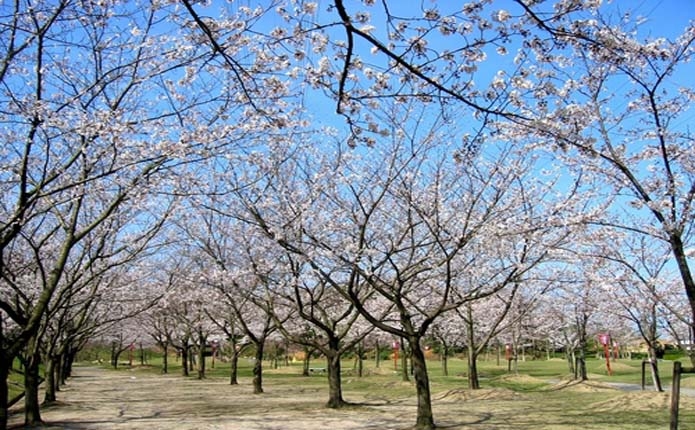 ヤマタスポーツパークの桜並木
