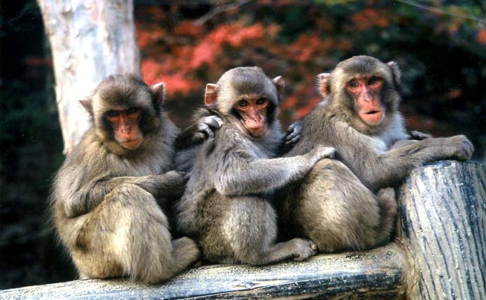 高崎山自然動物園