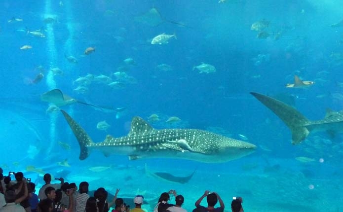 美ら海水族館